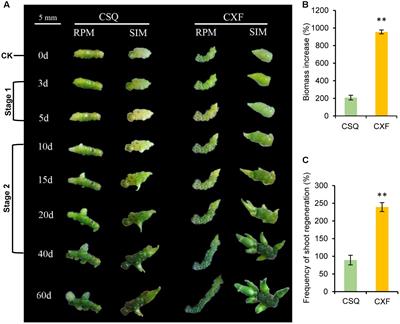 Transcriptomic and Hormonal Analyses Reveal that YUC-Mediated Auxin Biogenesis Is Involved in Shoot Regeneration from Rhizome in Cymbidium